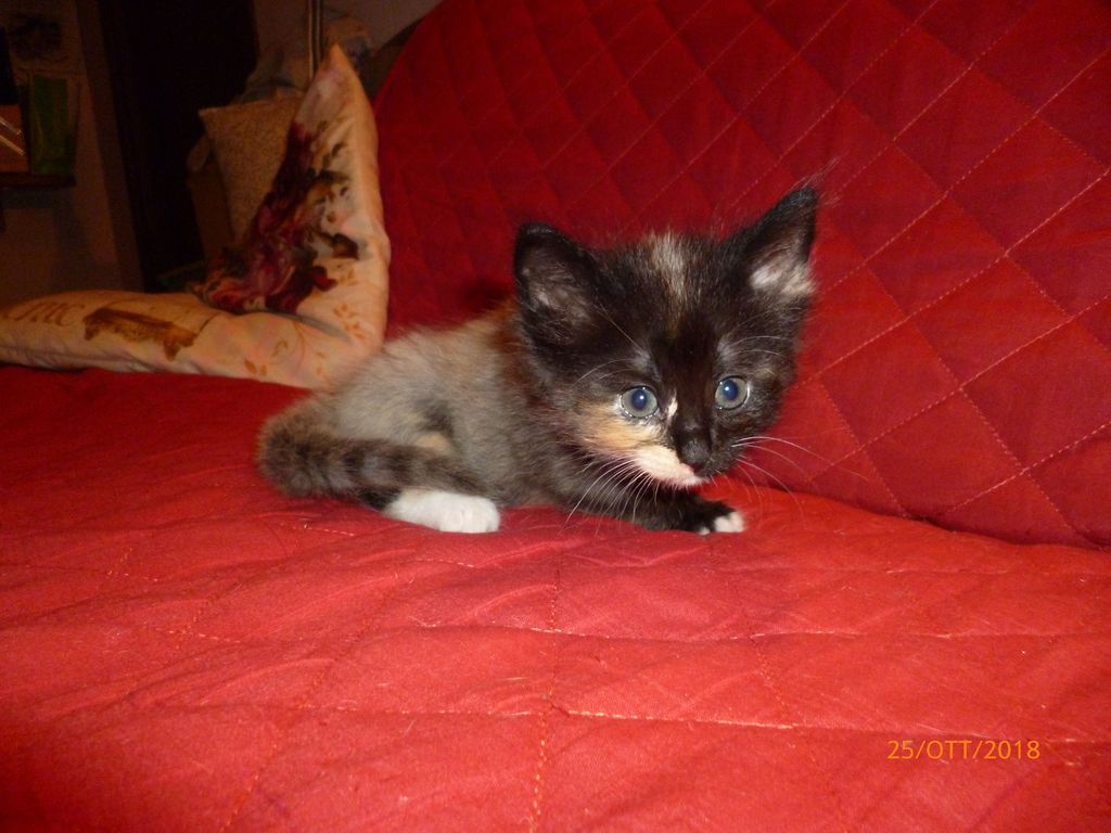 Gatti Norvegesi - cuccioli