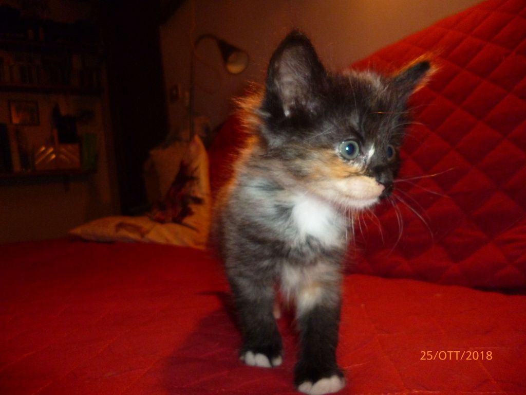 Gatti Norvegesi - cuccioli