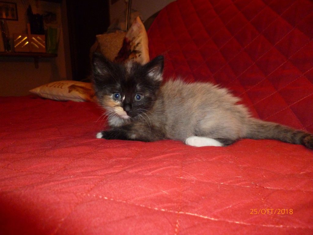 Gatti Norvegesi - cuccioli