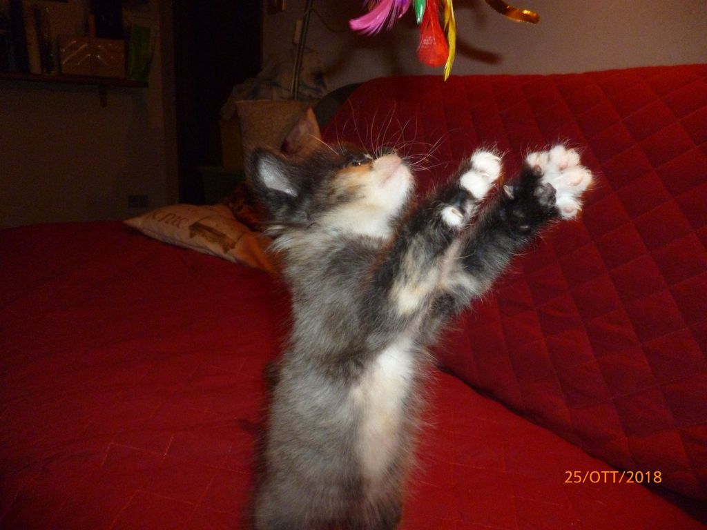 Gatti Norvegesi - cuccioli