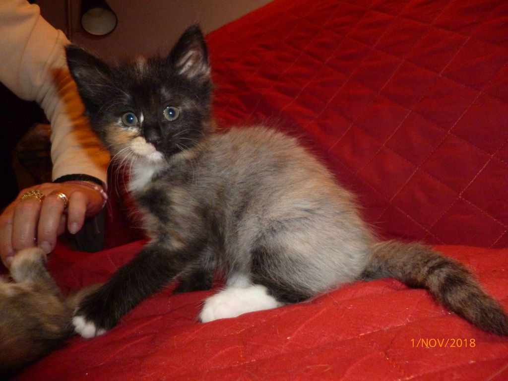 Gatti Norvegesi - cuccioli