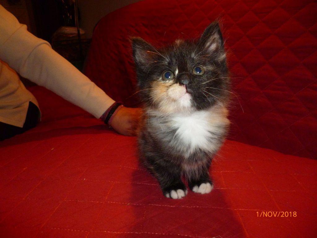 Gatti Norvegesi - cuccioli