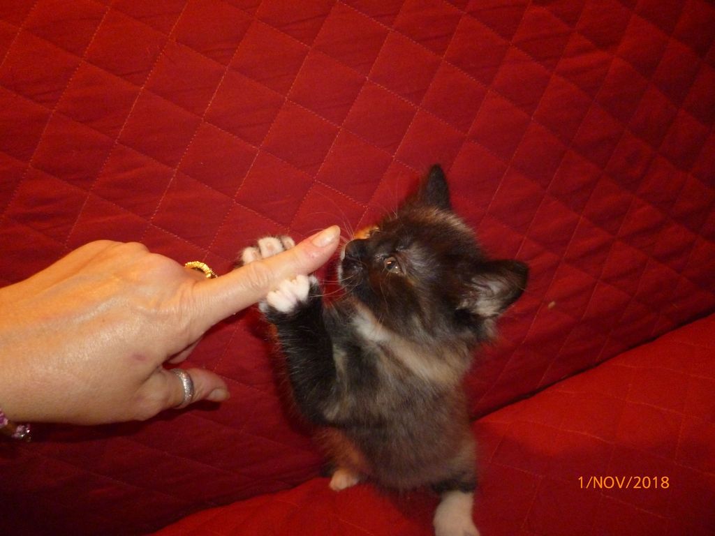 Gatti Norvegesi - cuccioli