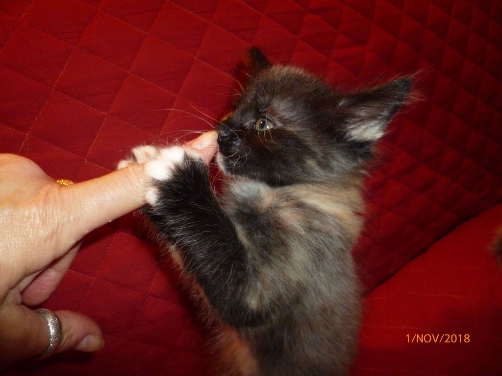Gatti Norvegesi - cuccioli