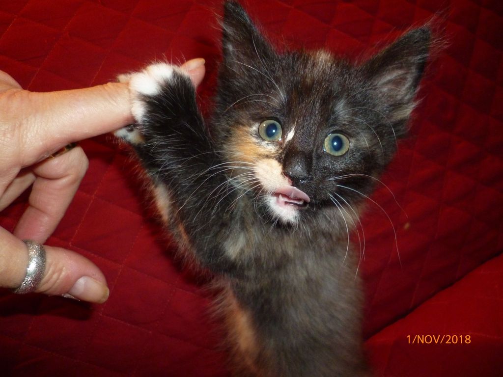 Gatti Norvegesi - cuccioli