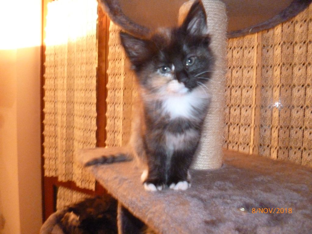 Gatti Norvegesi - cuccioli