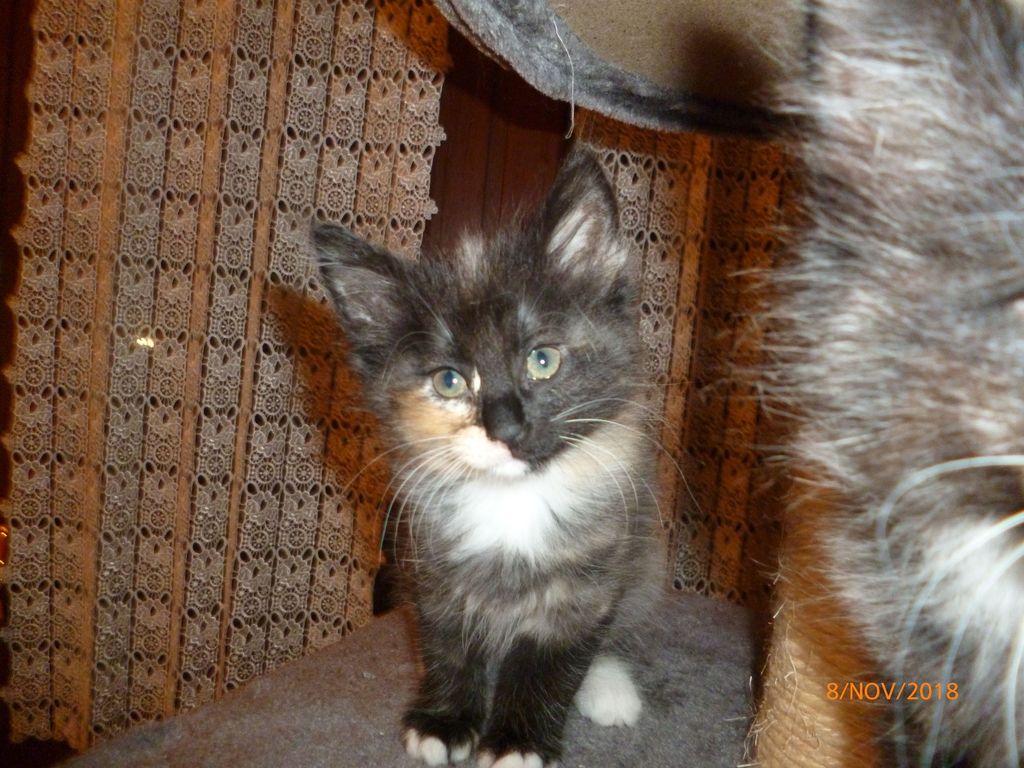 Gatti Norvegesi - cuccioli