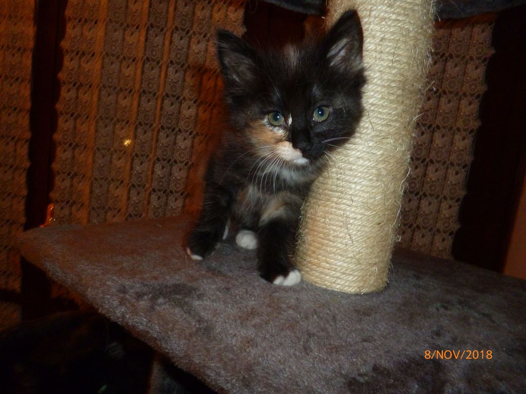 Gatti Norvegesi - cuccioli