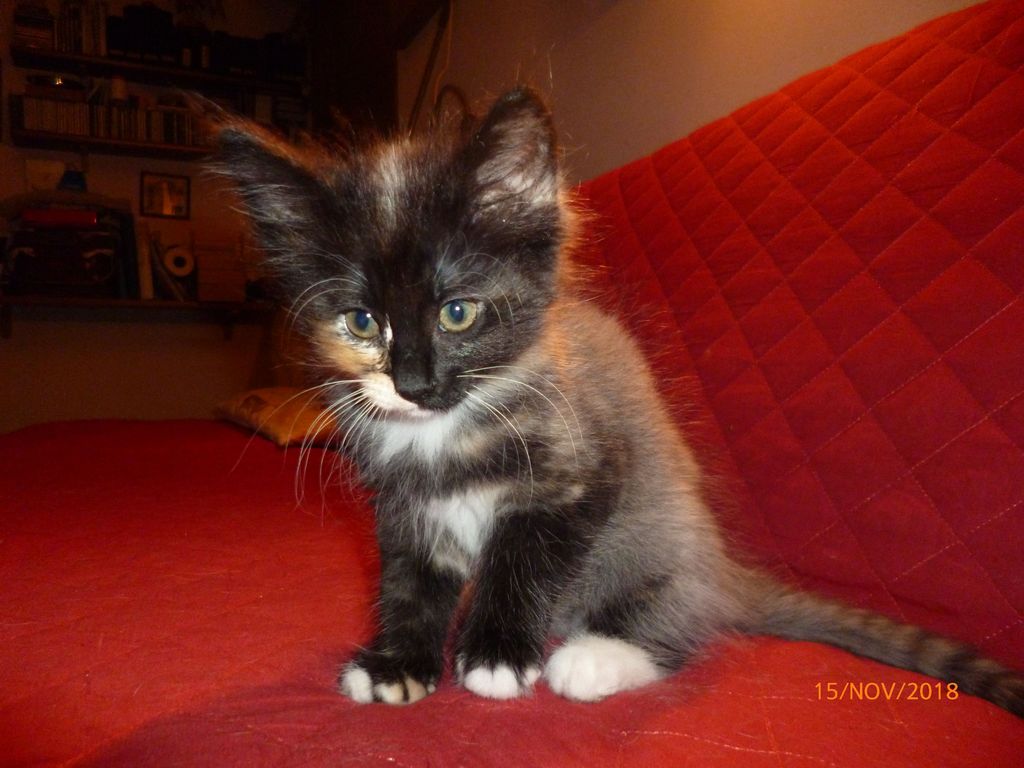 Gatti Norvegesi - cuccioli