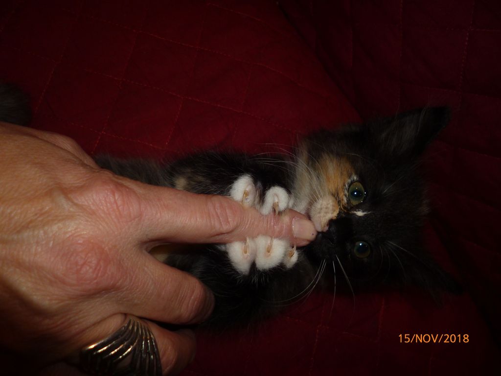 Gatti Norvegesi - cuccioli