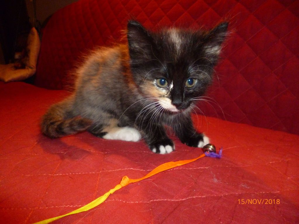 Gatti Norvegesi - cuccioli