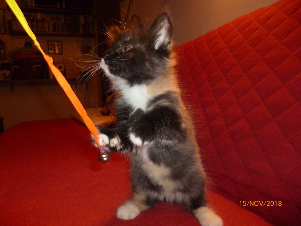 Gatti Norvegesi - cuccioli