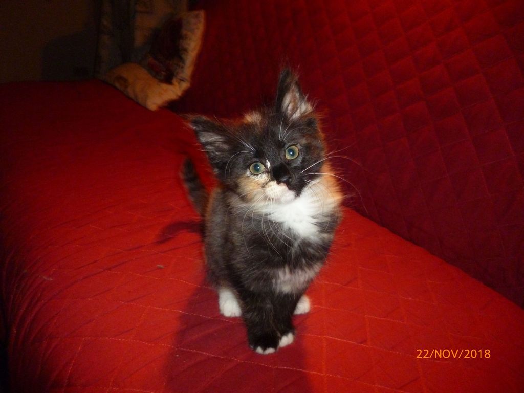 Gatti Norvegesi - cuccioli