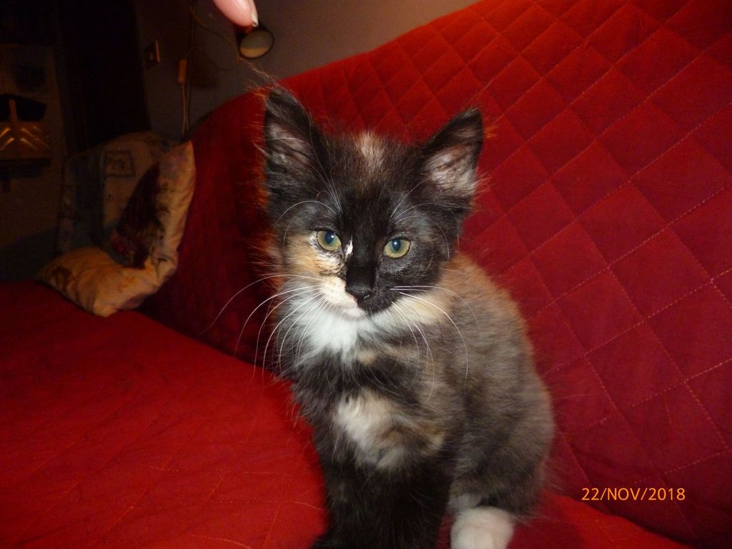 Gatti Norvegesi - cuccioli