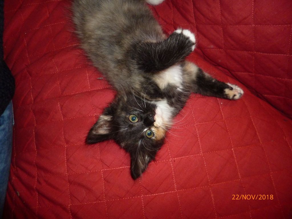 Gatti Norvegesi - cuccioli