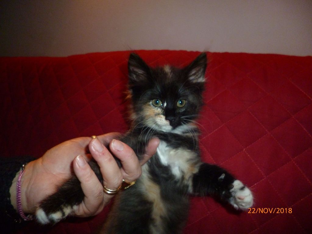 Gatti Norvegesi - cuccioli