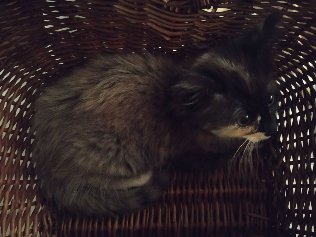 Gatti Norvegesi - cuccioli