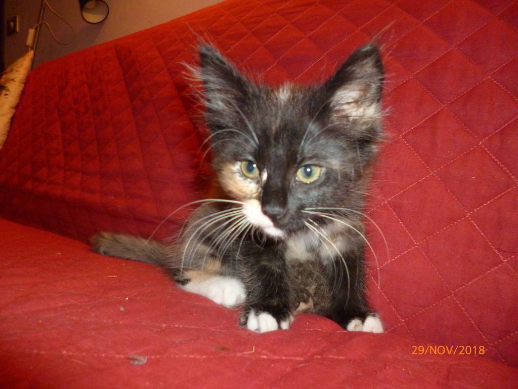 Gatti Norvegesi - cuccioli