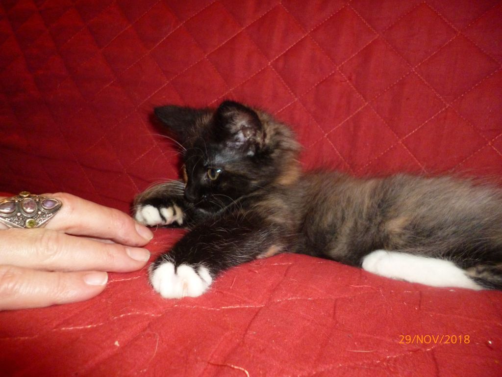 Gatti Norvegesi - cuccioli
