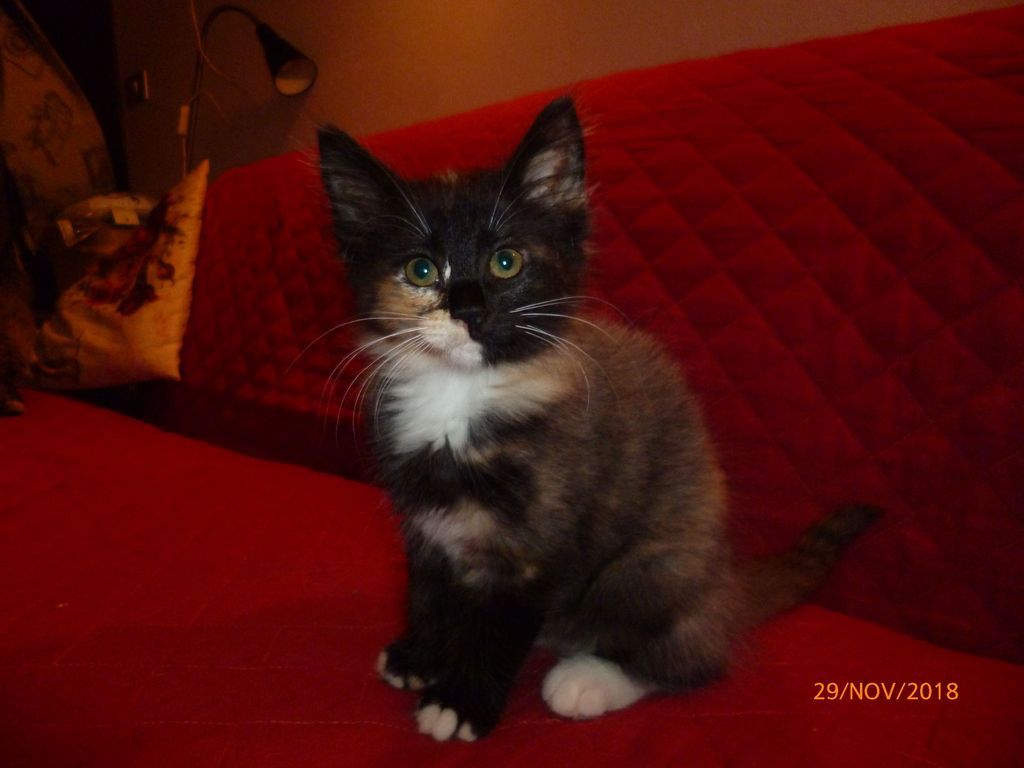 Gatti Norvegesi - cuccioli