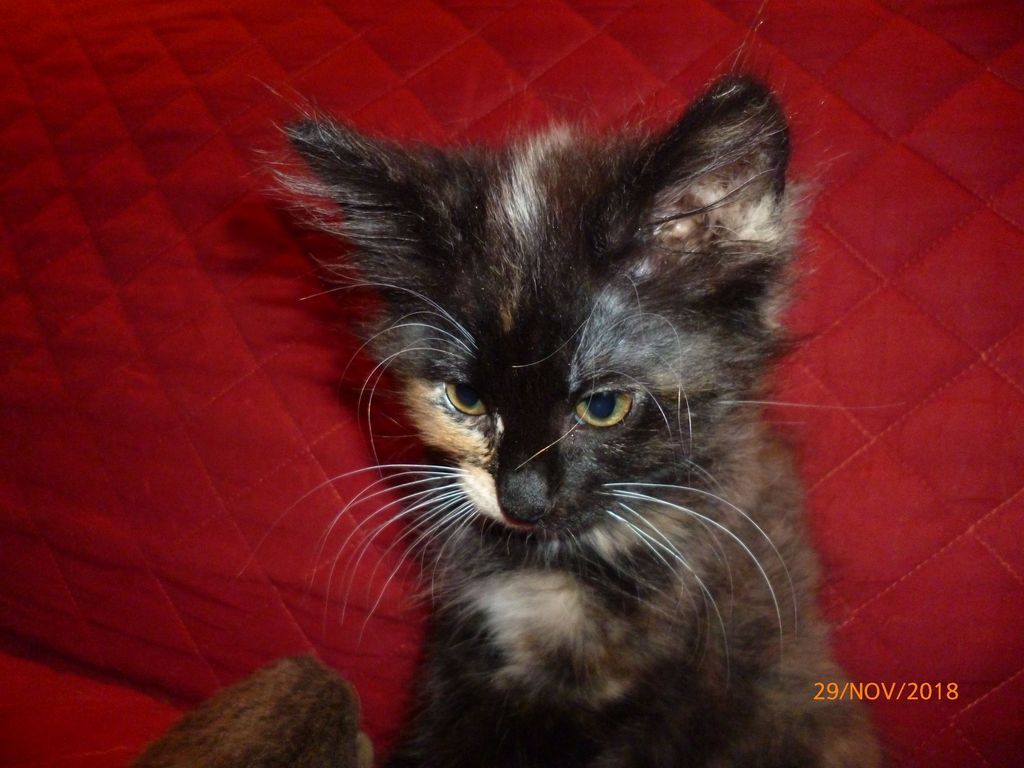 Gatti Norvegesi - cuccioli