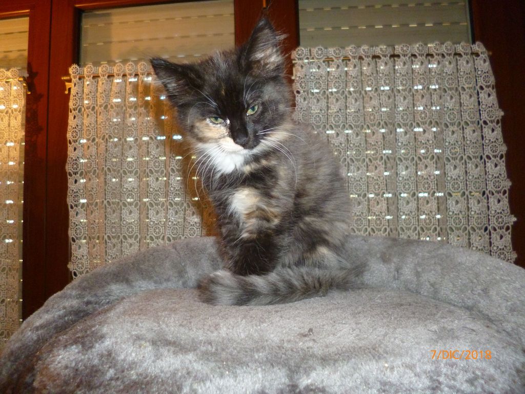 Gatti Norvegesi - cuccioli