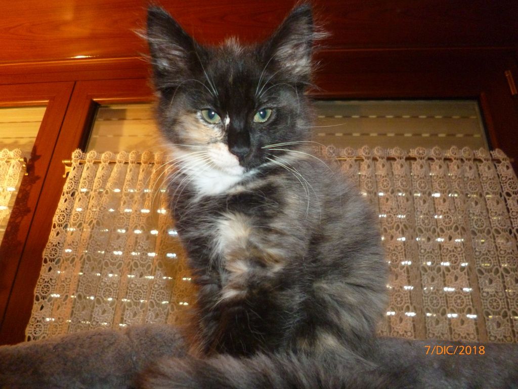 Gatti Norvegesi - cuccioli