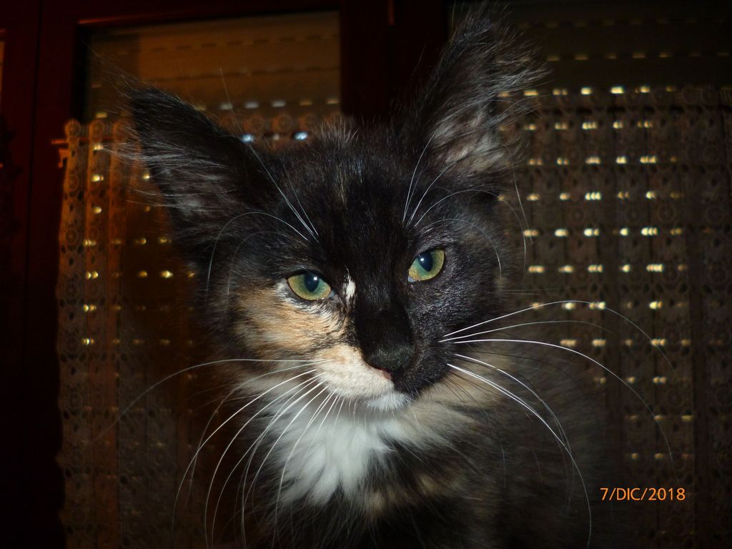 Gatti Norvegesi - cuccioli