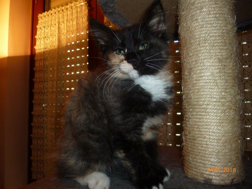 Gatti Norvegesi - cuccioli