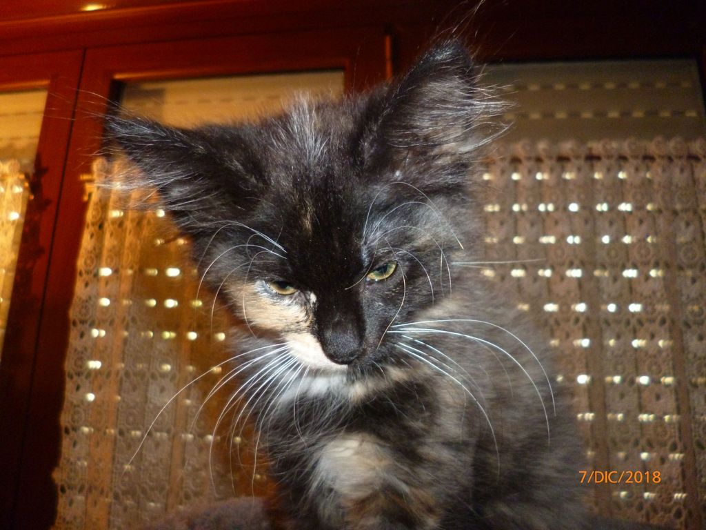 Gatti Norvegesi - cuccioli