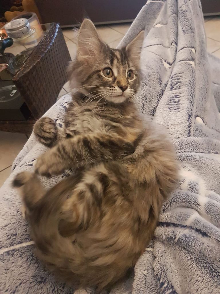 Gatti Norvegesi - cuccioli