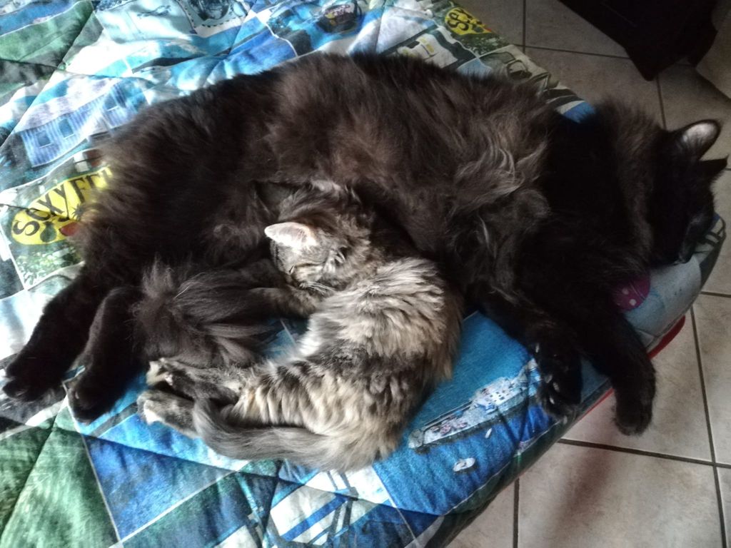 Gatti Norvegesi - cuccioli