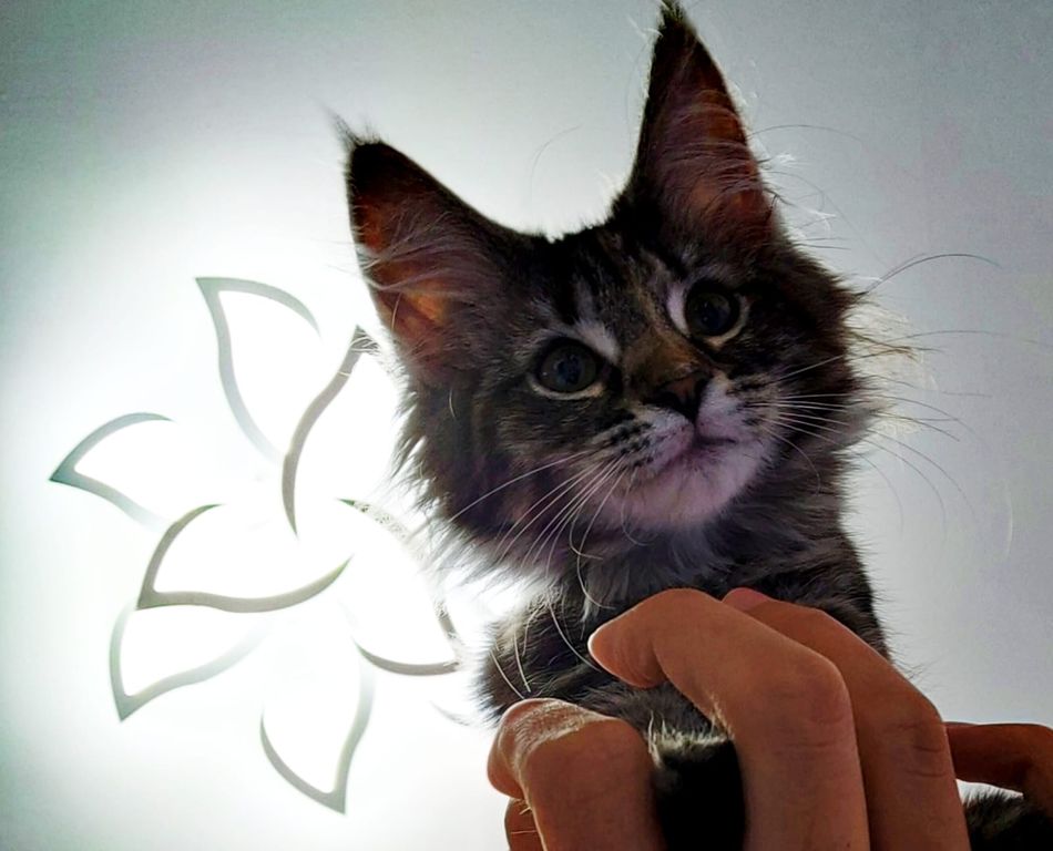 Gatti Norvegesi - cuccioli