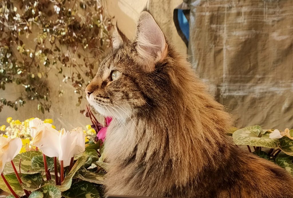 Gatti Norvegesi - cuccioli