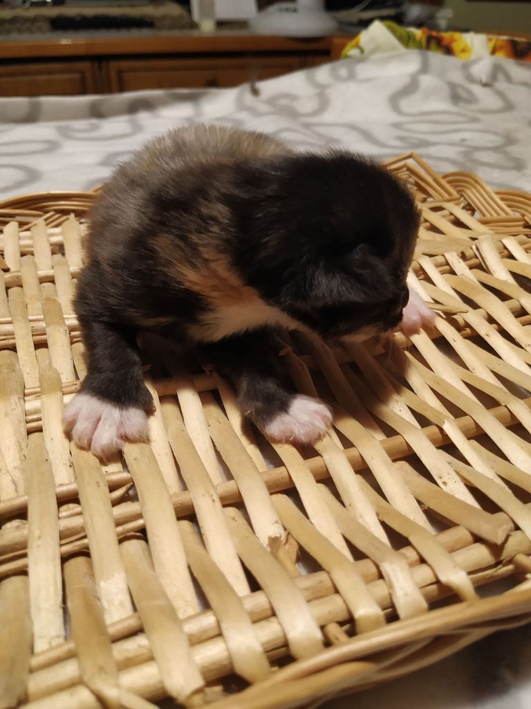 Gatti Norvegesi - cuccioli