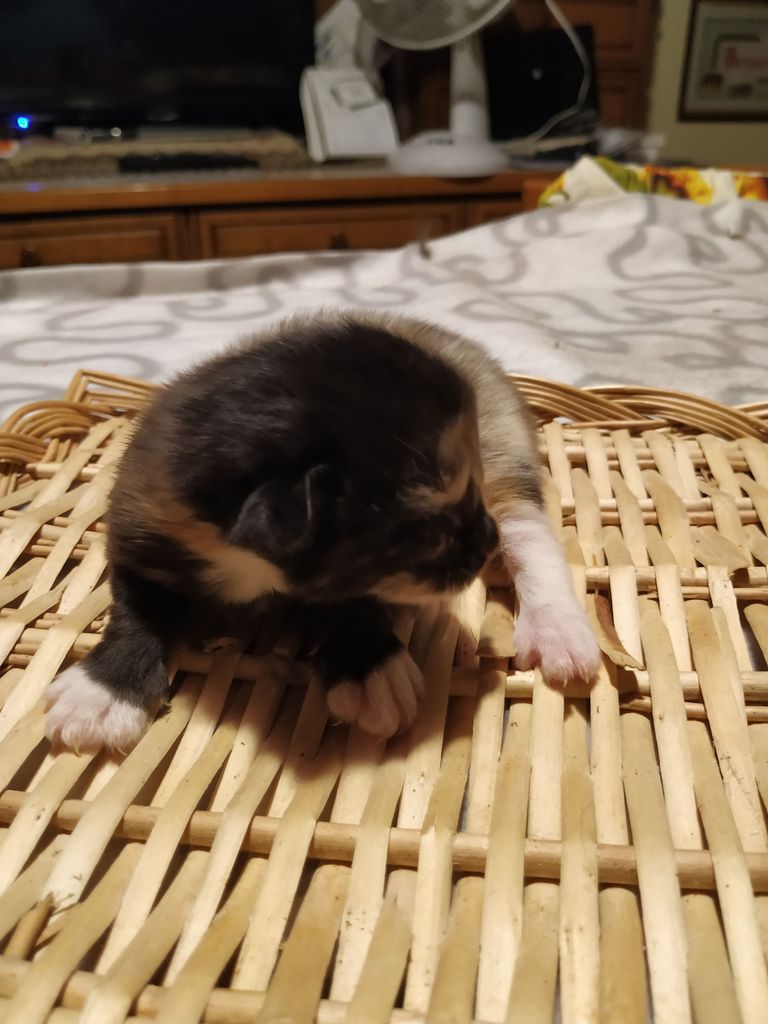 Gatti Norvegesi - cuccioli