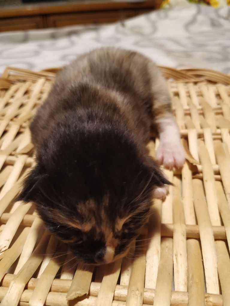Gatti Norvegesi - cuccioli
