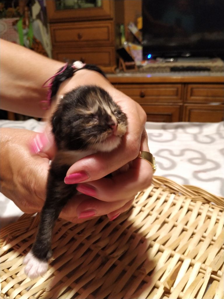 Gatti Norvegesi - cuccioli