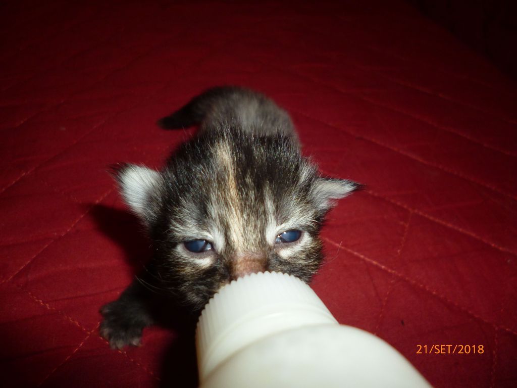 Gatti Norvegesi - cuccioli