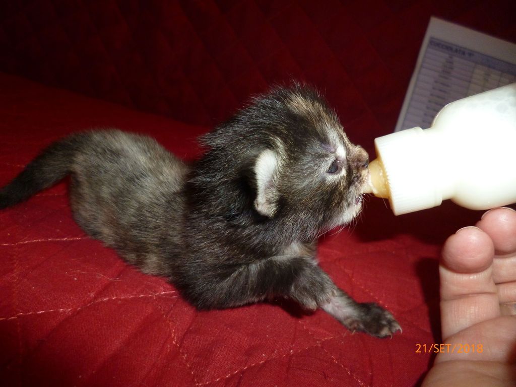 Gatti Norvegesi - cuccioli
