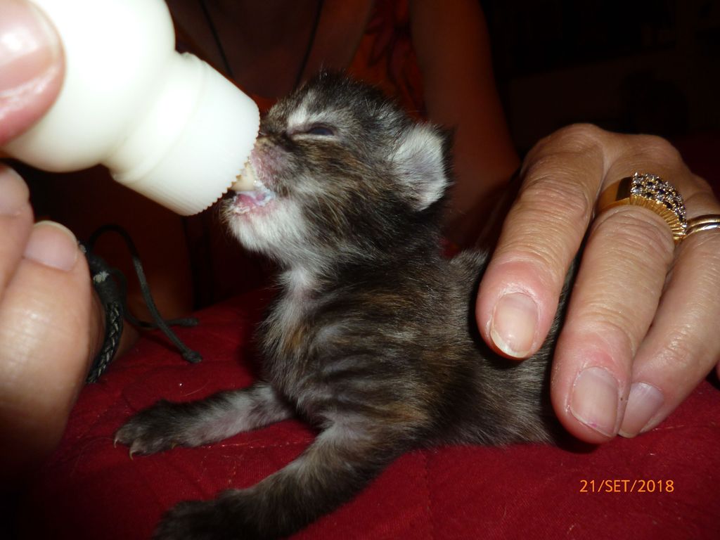 Gatti Norvegesi - cuccioli