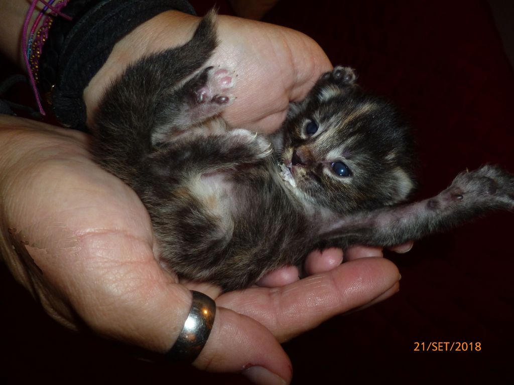 Gatti Norvegesi - cuccioli