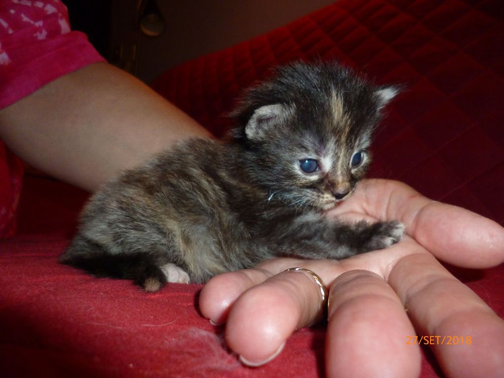 Gatti Norvegesi - cuccioli