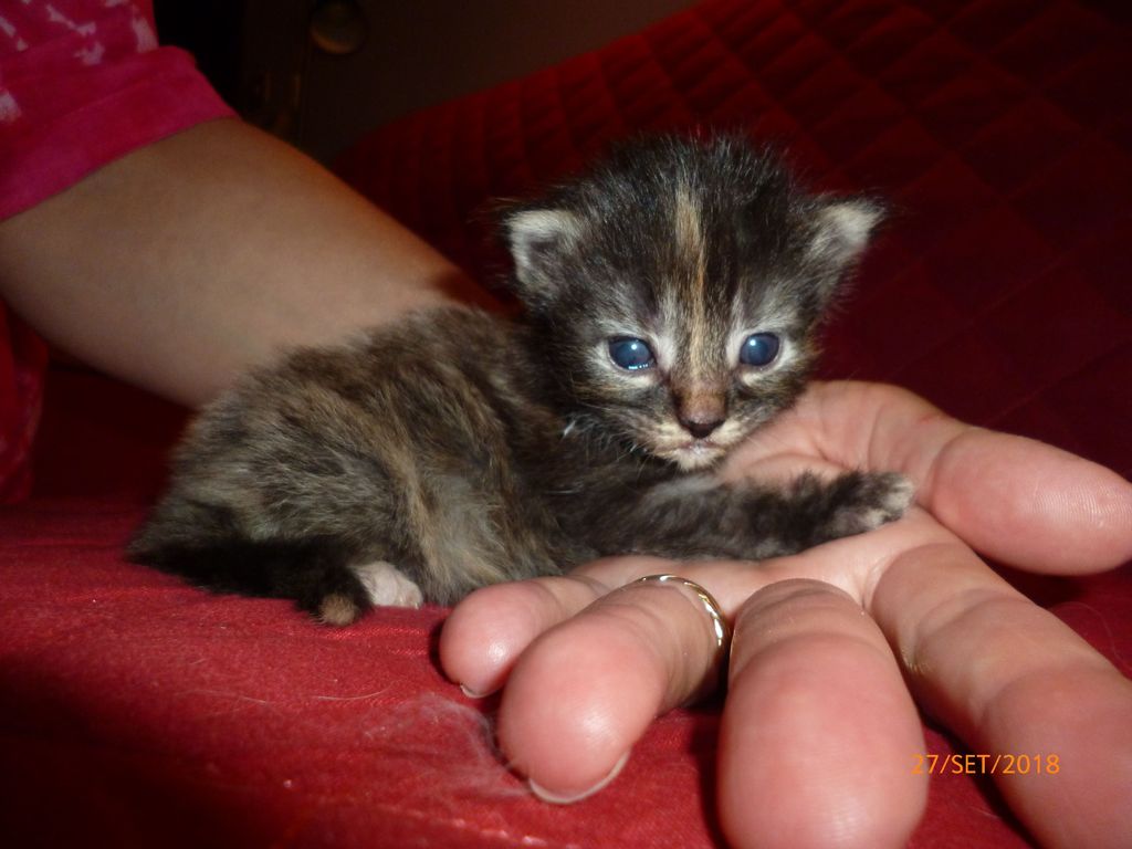 Gatti Norvegesi - cuccioli