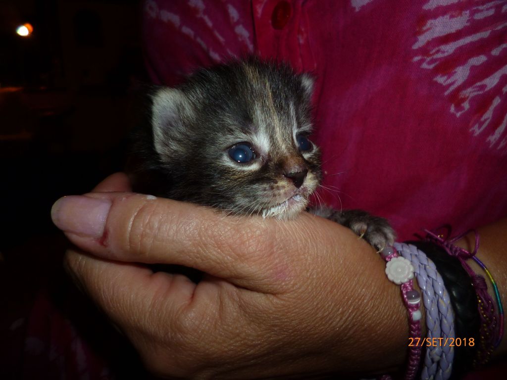 Gatti Norvegesi - cuccioli