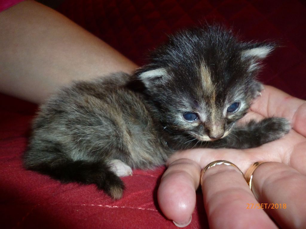 Gatti Norvegesi - cuccioli