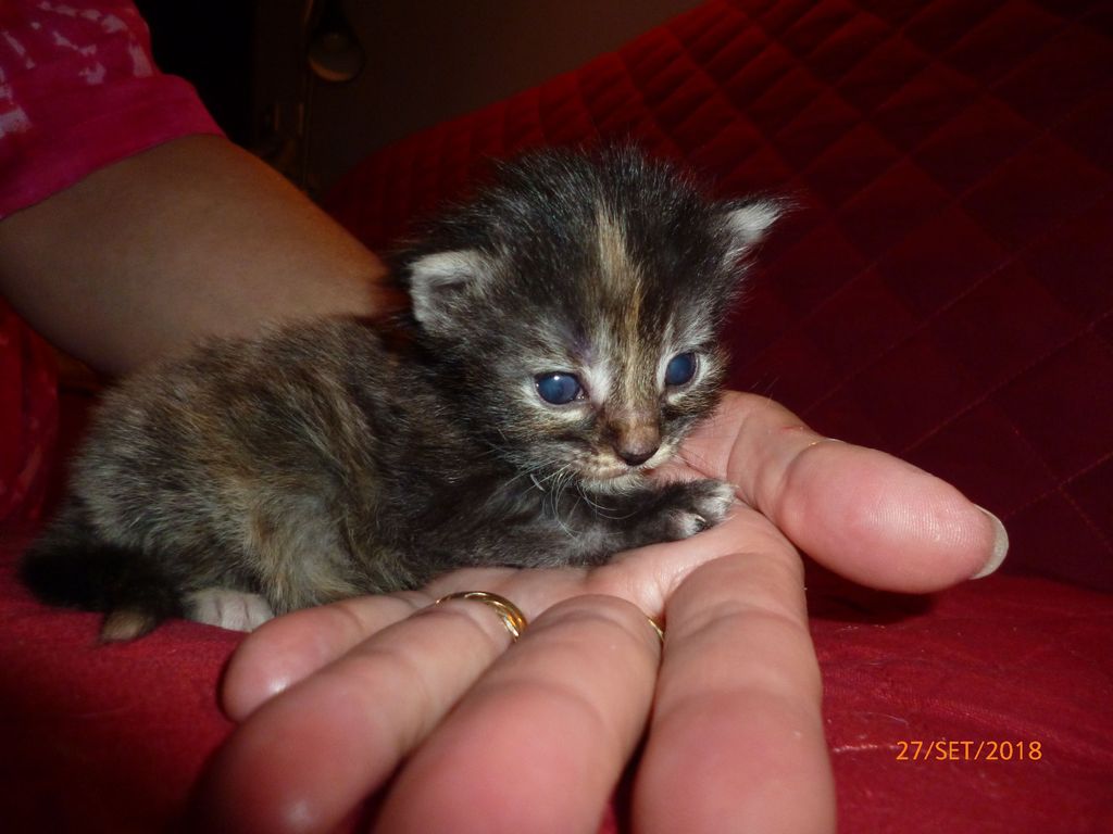 Gatti Norvegesi - cuccioli