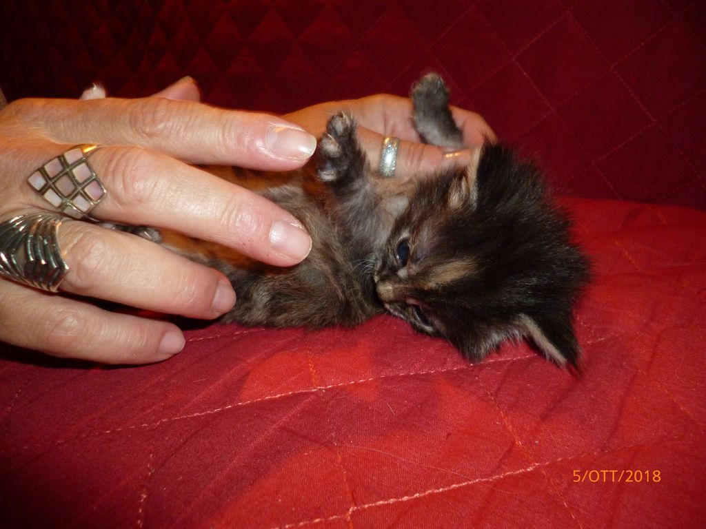 Gatti Norvegesi - cuccioli