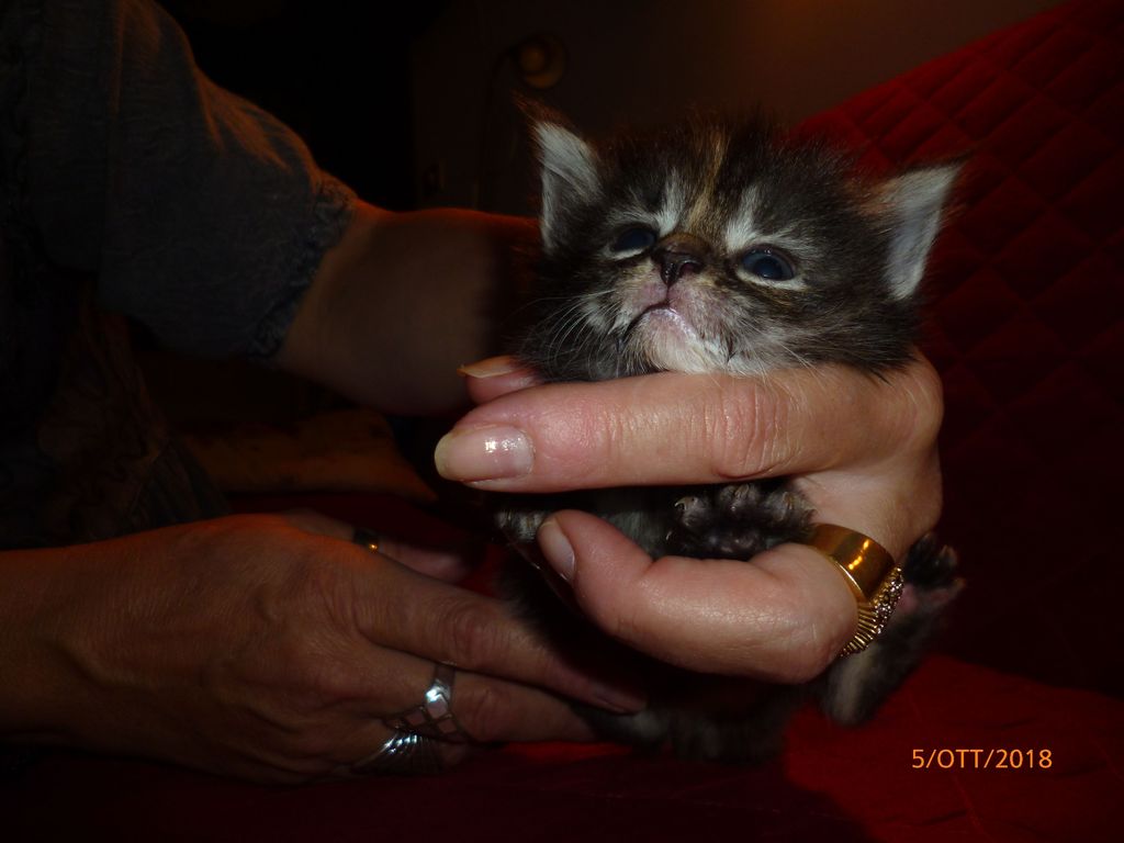 Gatti Norvegesi - cuccioli