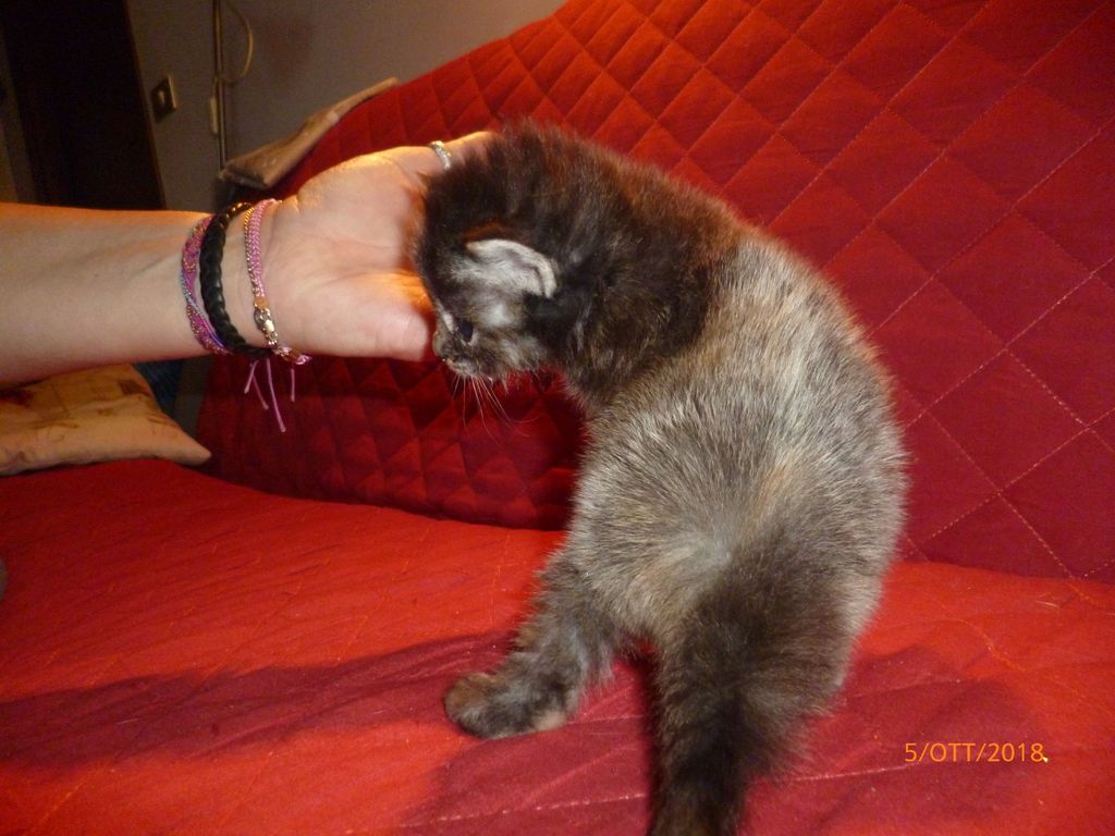 Gatti Norvegesi - cuccioli